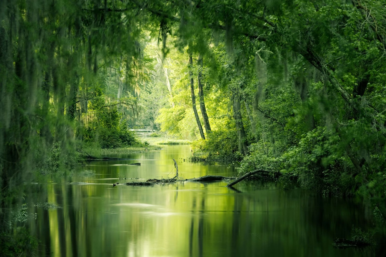 A still blackwater creek running through a corridor of cypress trees hung with Spanish moss, lit green from above.